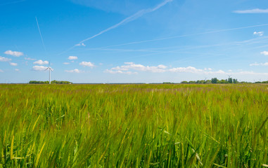 Field with a cereal grain below a blue sky in sunlight in spring