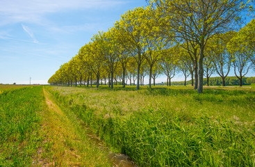 Trees along a field below a blue sky in sunlight in spring