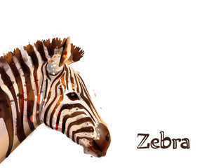 Fototapeta na wymiar Zebra isolated on white background Vector watercolor. wildlife safari animals