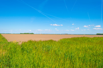 Field with a cereal grain below a blue sky in sunlight in spring
