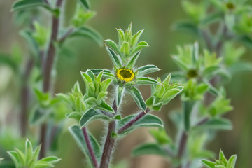 Spiny Starwort Inflorescence in Springtime