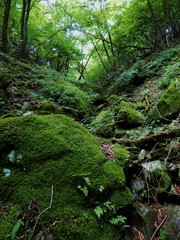 川苔山の山中