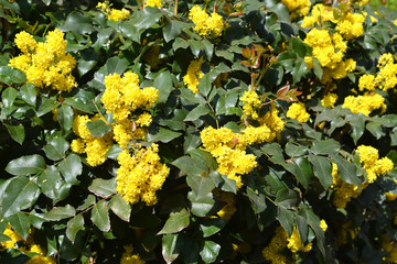 Trailing mahonia (Mahonia aquifolium (Pursh) Nutt.). Blossoming