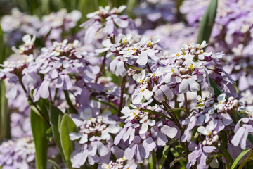 flower spring colorful sunny day nature outdoor