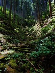 川苔山の山中