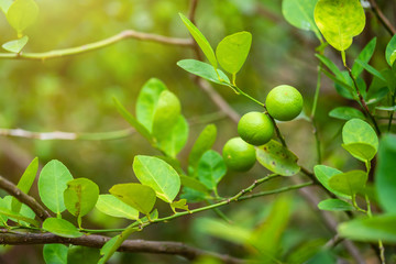 Close up of green Lemons grow on the lemon tree in a garden citrus fruit thailand.