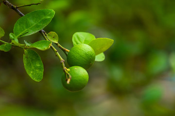 Close up of green Lemons grow on the lemon tree in a garden citrus fruit thailand.