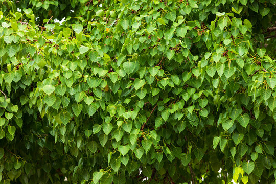 Green leaf Pho leaf (Bo leaf) background in the forest bo tree is a leaf representing Buddhism in thailand.