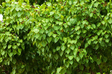 Fototapeta na wymiar Green leaf Pho leaf (Bo leaf) background in the forest bo tree is a leaf representing Buddhism in thailand.