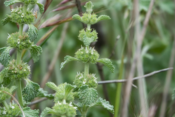 White Horehound Flowers in Bloom in Springtime