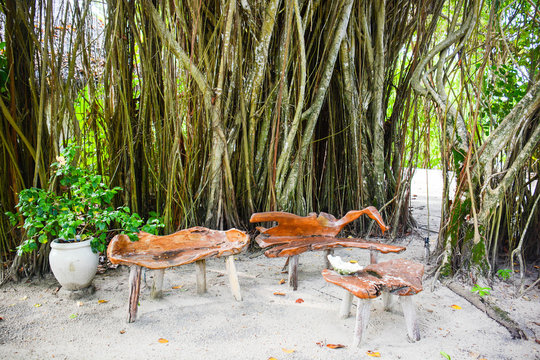 maldive nika tree