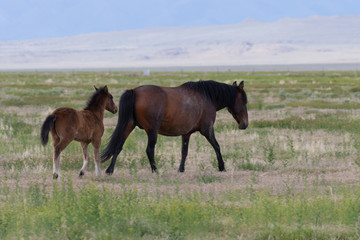 Obraz premium Wild Horse Mare and Foal in Utah in Spring