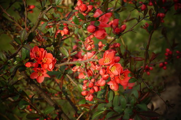 Wiosenne czerwone kwiaty pigwowca
