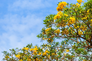 Fototapeta premium Golden trumpet tree at Park in on blue sky background.