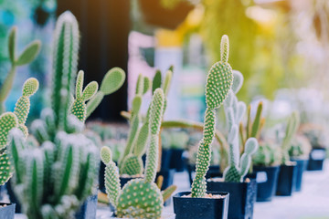 Variety of Small cactus and succulent plants in various pots to decorate in coffee shops