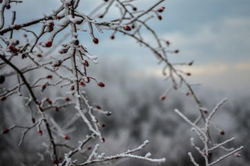 Frostiger Zweig