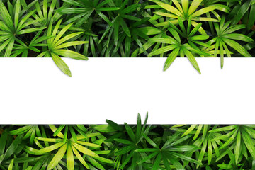 Blank white paper and tropical leaves top view isolated