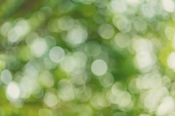 green bokeh background with circles. Summer abstract theme.