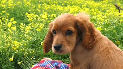 Cocker Spaniel puppy in the field