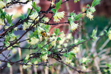 Bumblebee drinks nectar from honeysuckle flowers