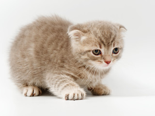 Obraz premium little funny kittens on a white background