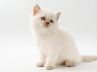 little funny kittens on a white background