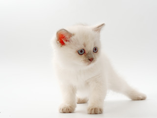 little funny kittens on a white background