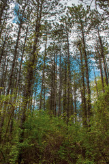 Tall Trees