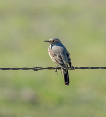 American Pipit perched on a fence