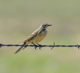 American Pipit perched on a fence