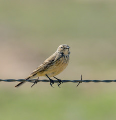 American Pipit perched on a fence