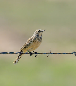 American Pipit perched on a fence