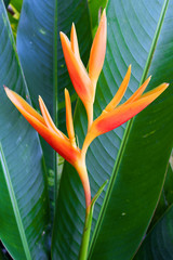 heliconia, tropical, flower, background