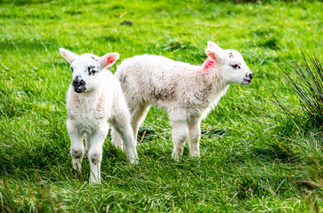 Cute little lambs grazing in a field in Ireland