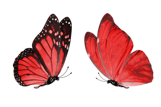 red butterfly flying
