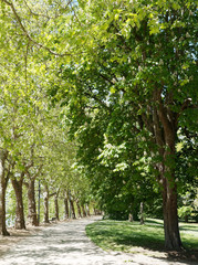 Les parcs de Vichy. Sentier de promenade, route thermale sous les platanes au bord du lac d'Allier 