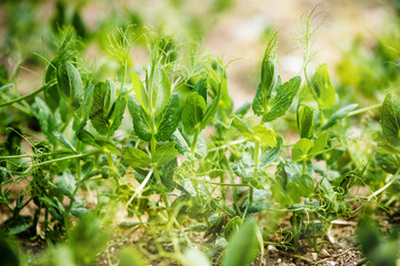 champ de petits pois au printemps
