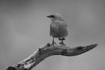 Bay winged Cowbird, perched on a trunk, Patagonia,Argentina