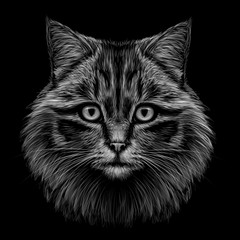 Black and white, monochrome, hand-drawn, multicolored portrait of a cat looking forward on a black background.
