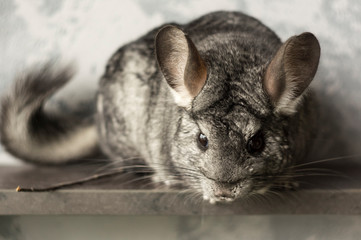 Chinchilla. Cute animal on a gray background
