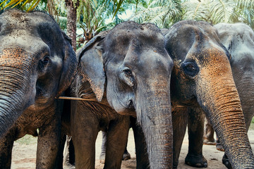 Fototapeta na wymiar Group of Asian elephants at an animal sanctuary in Thailand