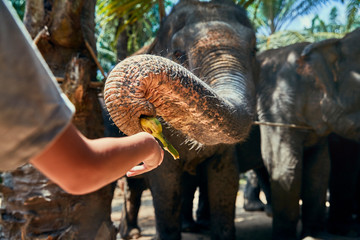 Little boy feeding bananas to an Asian elephant at a sanctuary