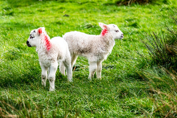 Cute little lambs grazing in a field in Ireland