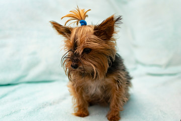 yorkshire terrier on a white background