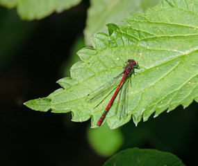 Libelle auf einen Blatt