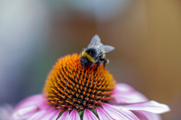 bumblebee collects nectar on echinacea flower