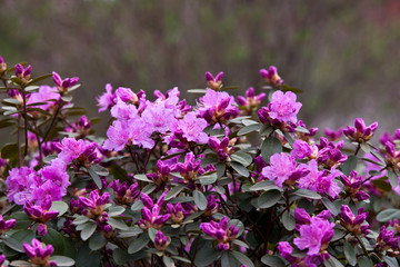flowering branches of rhododendron against the background of the spring garden