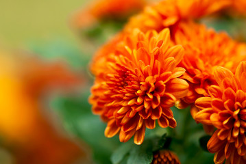 Orange Mum Flower - obrazy, fototapety, plakaty