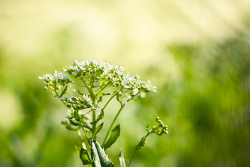 White Wildflowers with Green Background