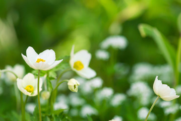 White Woodland Anemone